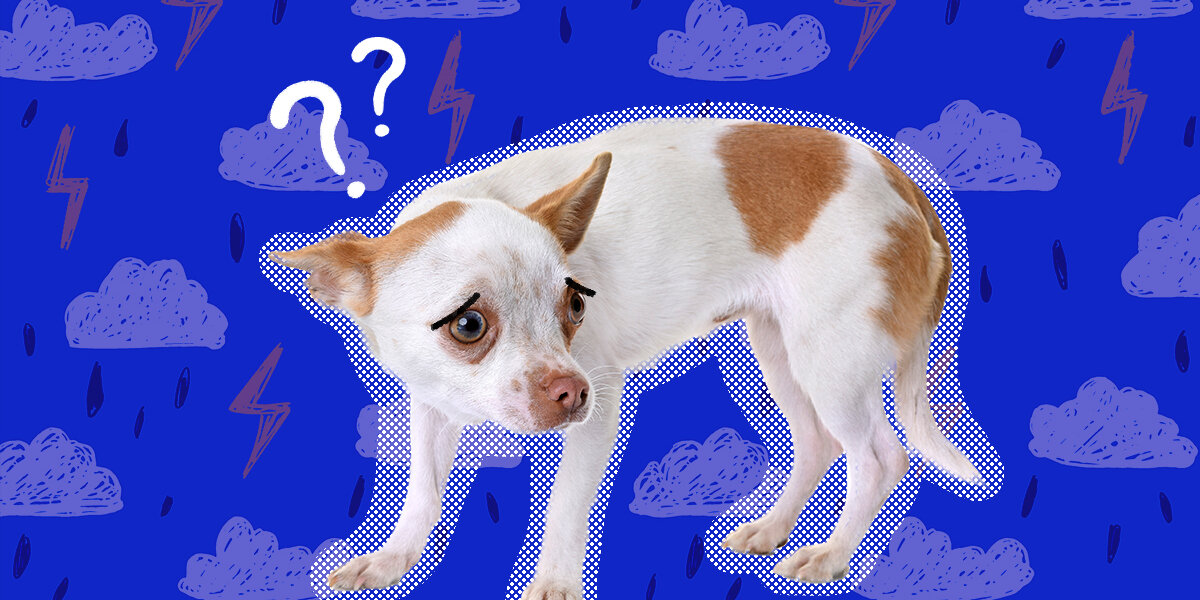 My dog has severe anxiety during thunderstorms online