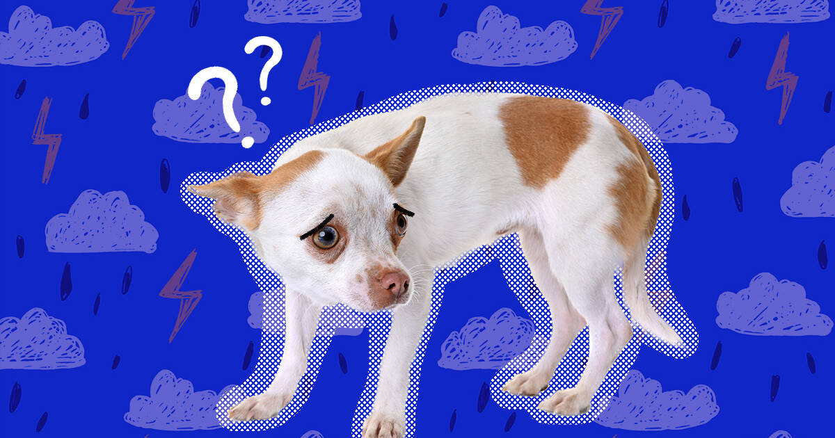 how to help a dog that is scared of thunderstorms