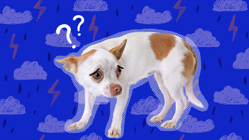 Dogs during thunderstorms sale