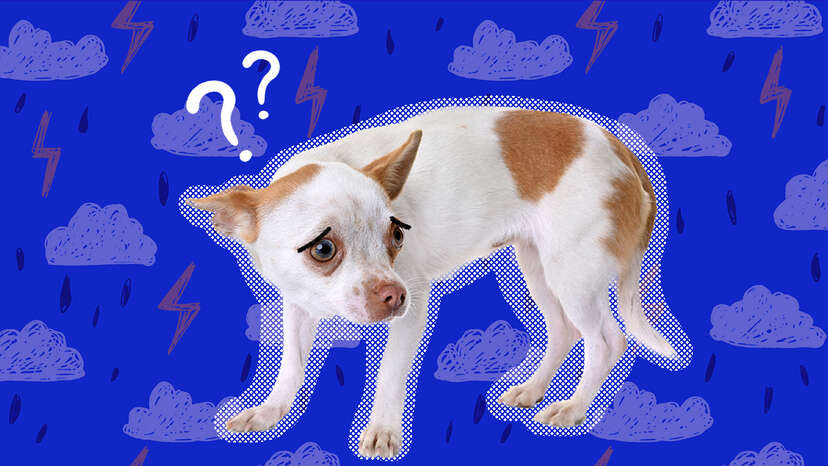 Dogs and outlet thunderstorms remedies