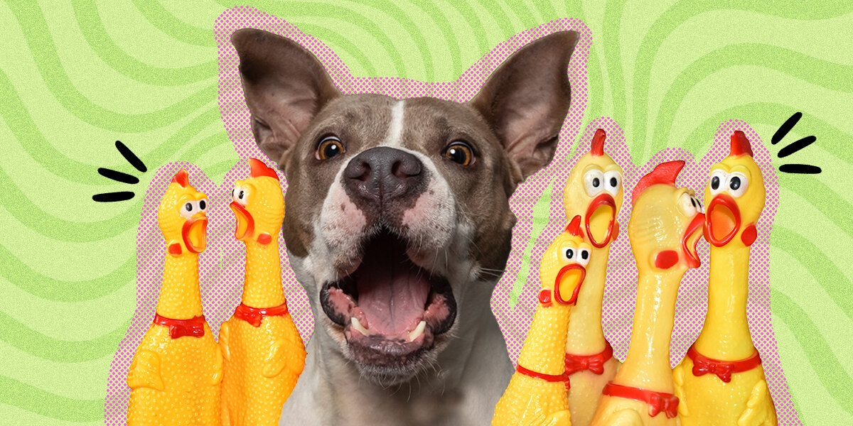 Why Do Dogs Like Squeaky Toys A Vet Explains DodoWell The Dodo