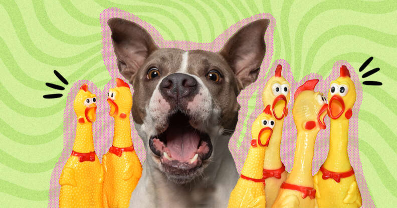 Dog top squeaky toy