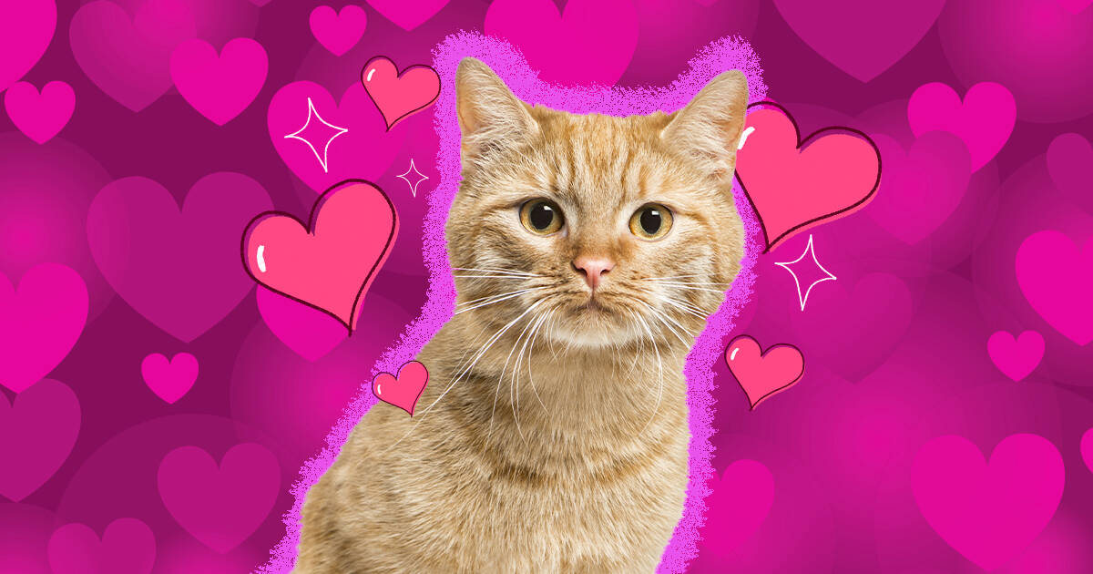 Can Cats Fall In Love Dodowell The Dodo