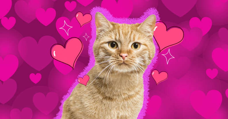 cat with hearts