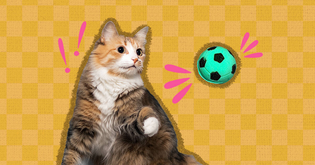 Furry Footballer: Soccer Dog Does Tricks