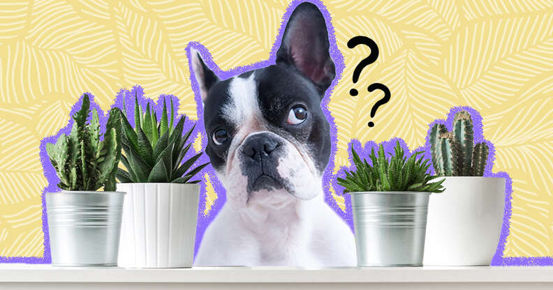 dog with succulents