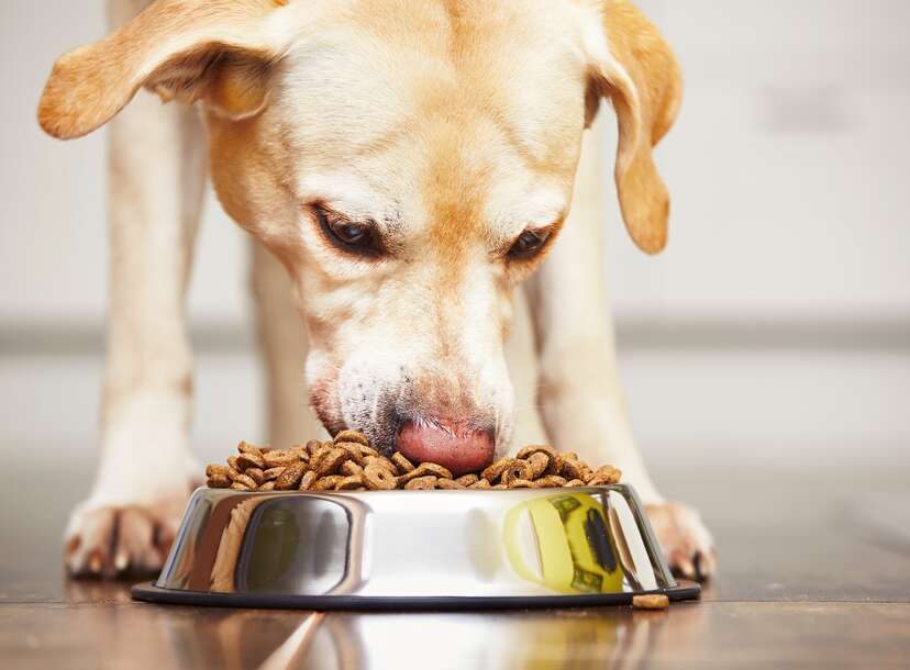 dog food recall top quality