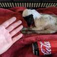 Woman Is Shocked When She Discovers Tiny Lamb The Size Of A Soda Can