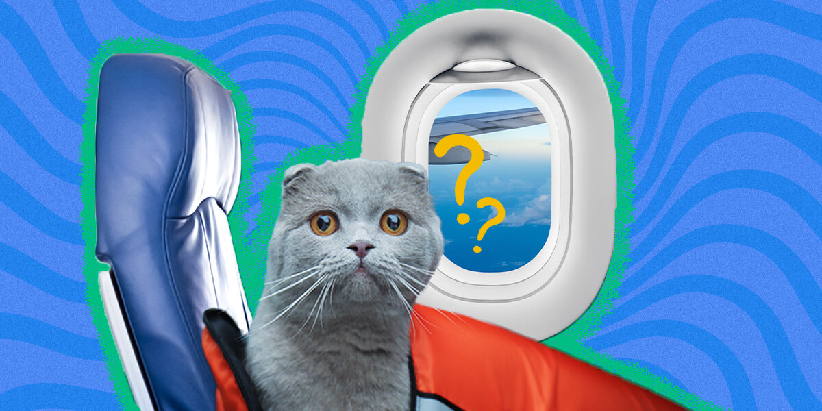 THE BEST CARRIERS FOR TRAVELLING BY PLANE WITH YOUR CAT