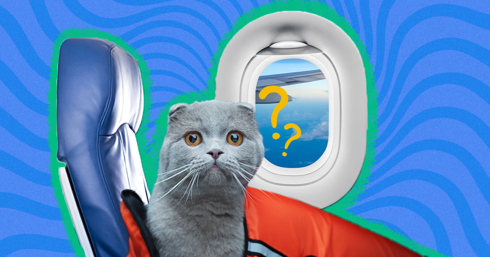 Traveling With A Cat Tips For Car, Plane And Train Travel DodoWell