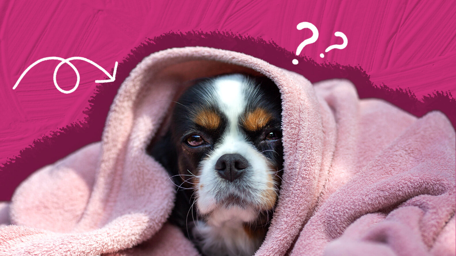 Why Do Dogs Burrow? DodoWell The Dodo