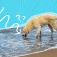 can dogs drink ocean water
