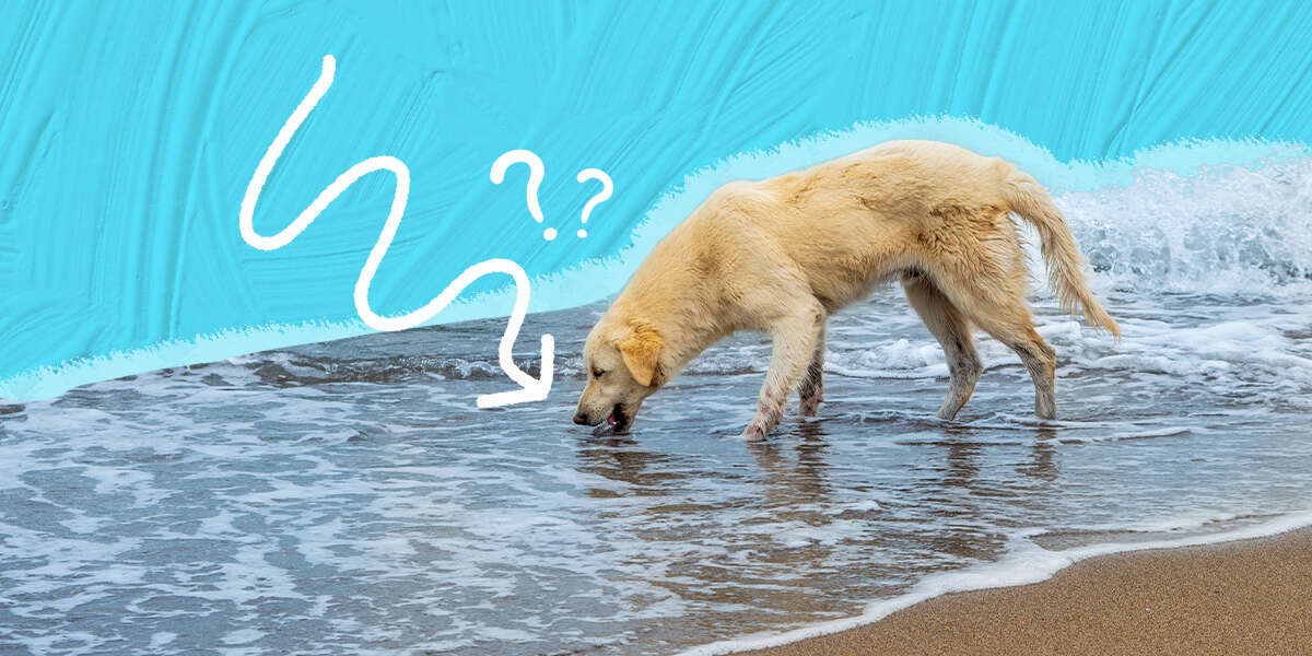 can-dogs-drink-ocean-water-here-s-what-a-vet-said-dodowell-the-dodo