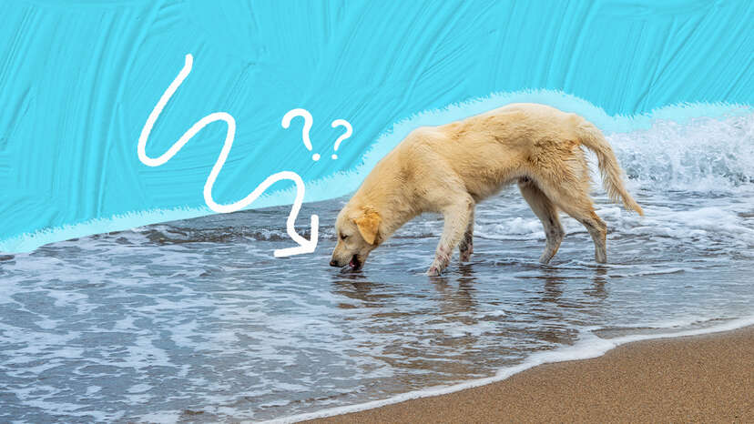 My dog drank cheap sea water