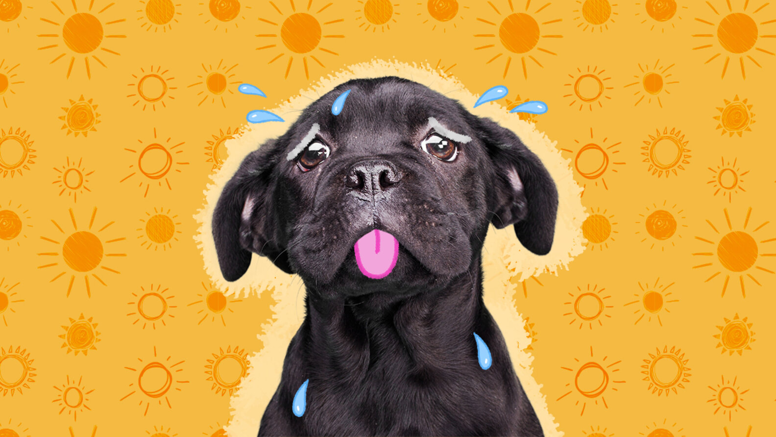 Signs Of Heatstroke In Dogs You Need To Know, According To A Vet