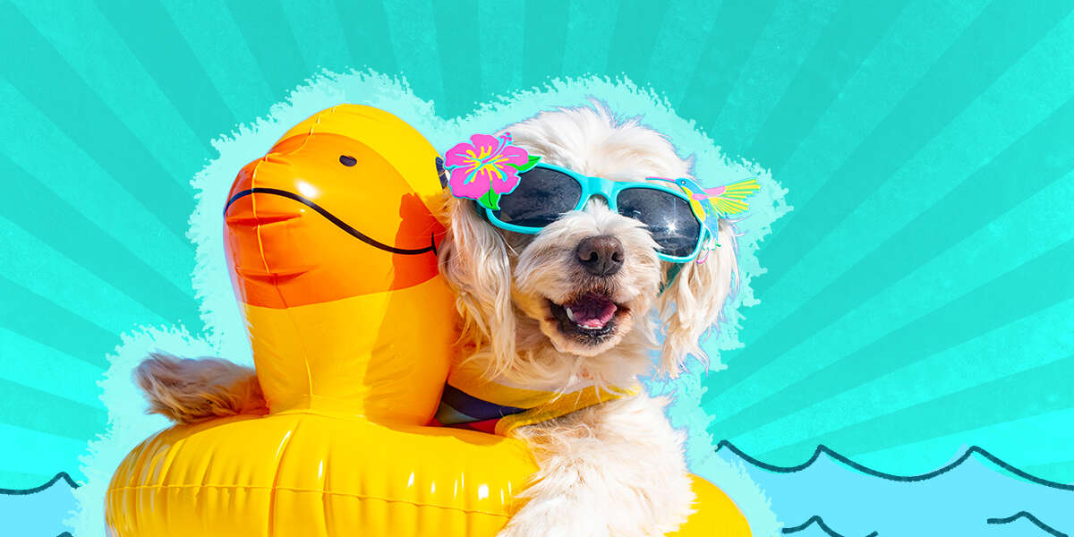 How To Cool Down A Dog And Keep Him Comfortable In Hot Weather DodoWell The Dodo