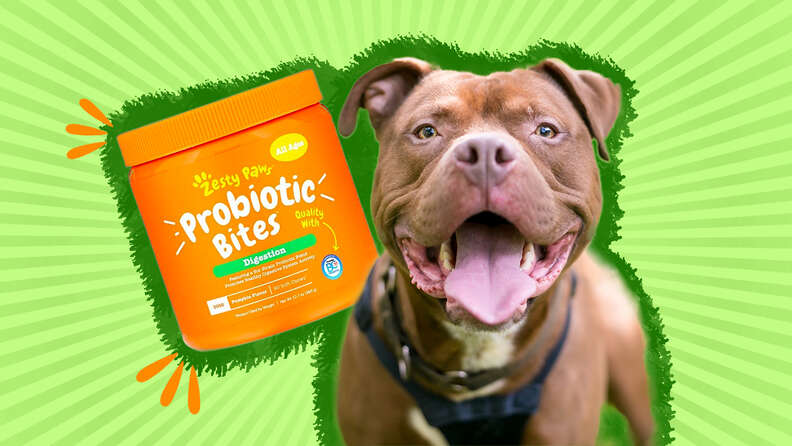 what kind of probiotic can i give my dog