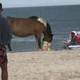 horses on beach