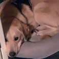 It Took A Year To Find This Terrified Lab The Perfect Home