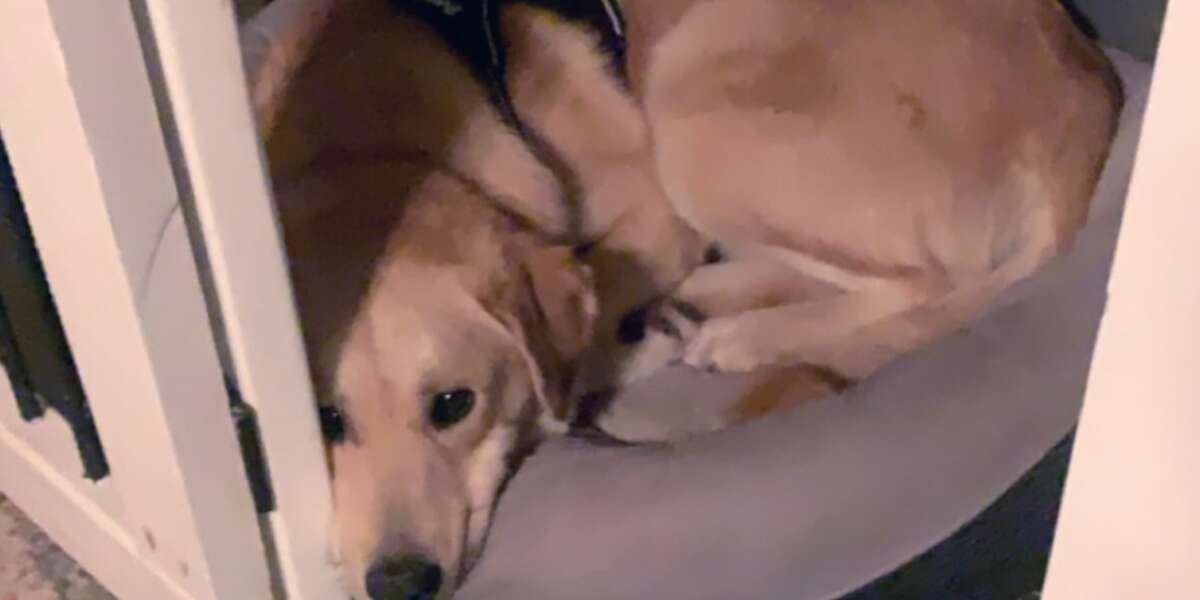 It Took A Year To Find This Terrified Lab The Perfect Home - Videos ...