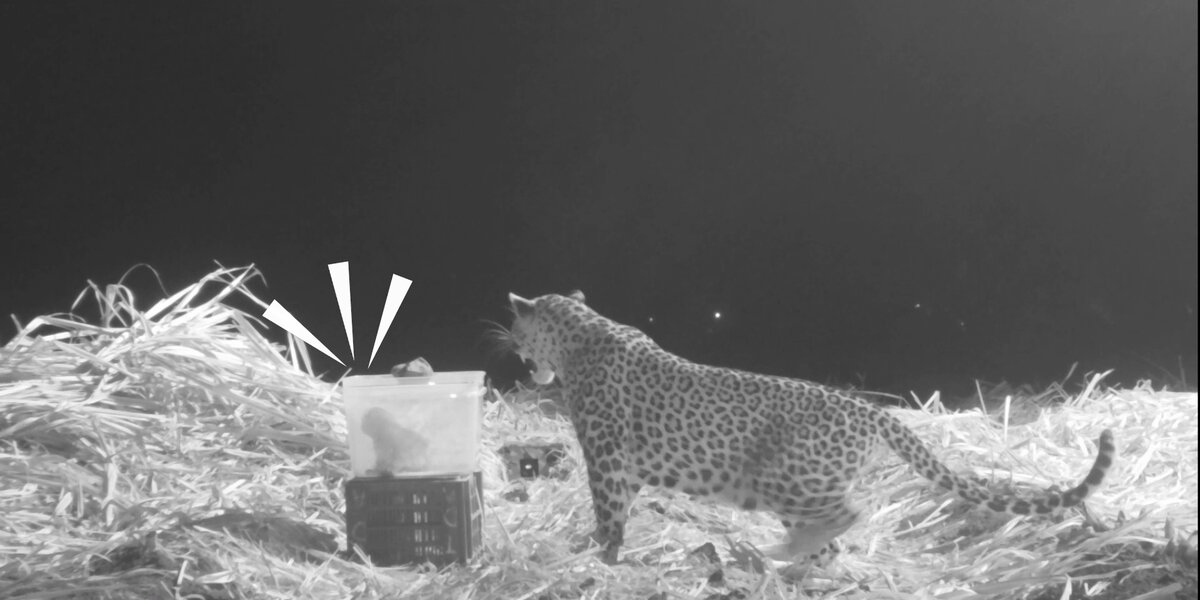 Baby Leopard Reunites With His Mama - Videos - The Dodo