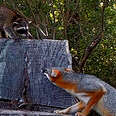 Brave Raccoon Cub Stays The Night At Fox Den