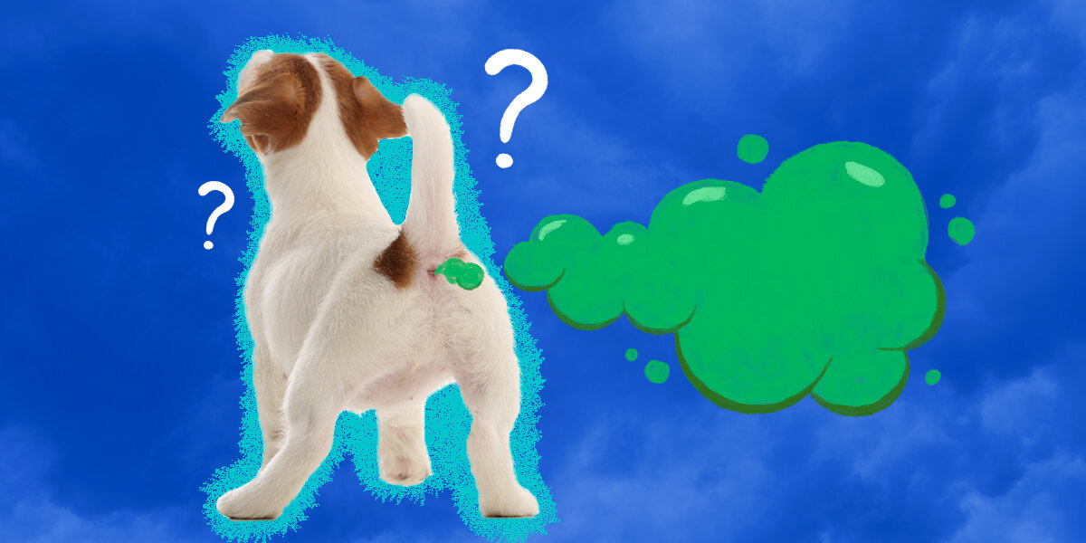 Things You Should Know About Your Dog s Farting DodoWell The Dodo