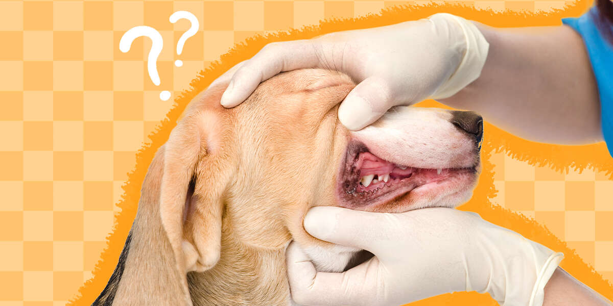 What You Need To Know About Dental Work For Dogs DodoWell The Dodo