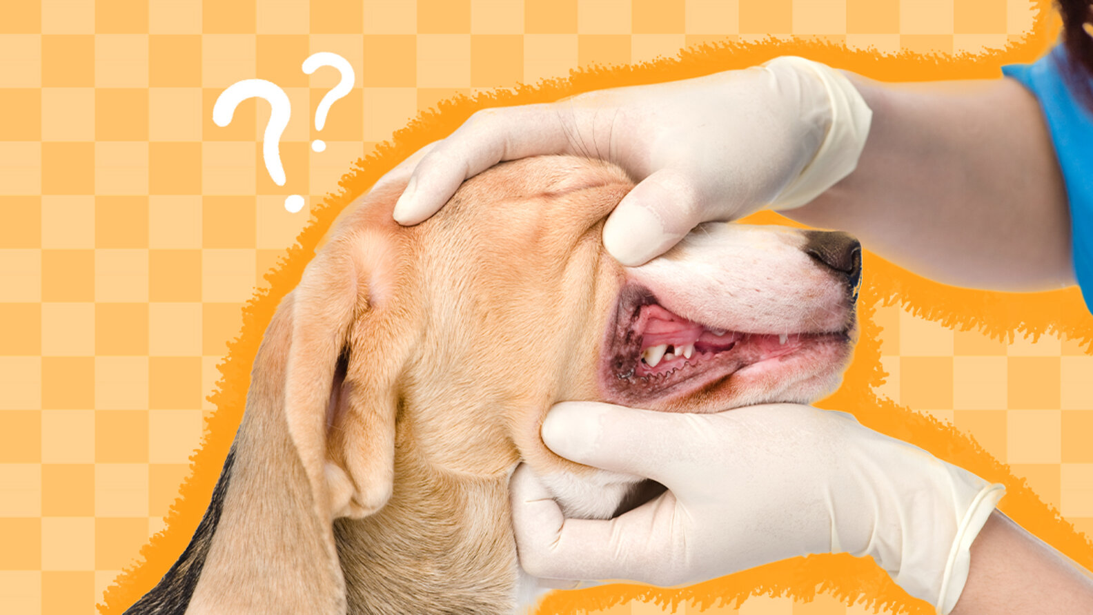 What You Need To Know About Dental Work For Dogs DodoWell The Dodo
