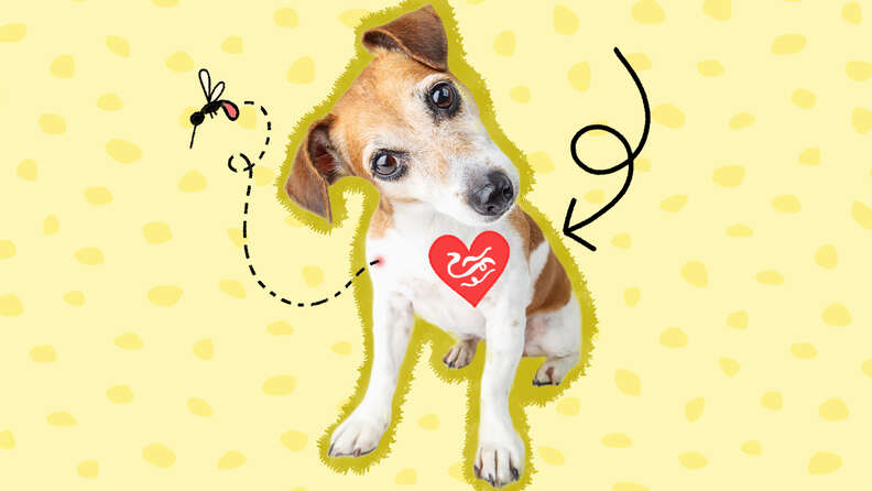 is it ok to adopt a dog with heartworms