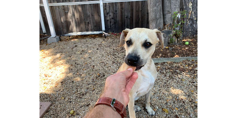 Wild Earth Koji Dog Treats Review Paw of Approval The Dodo