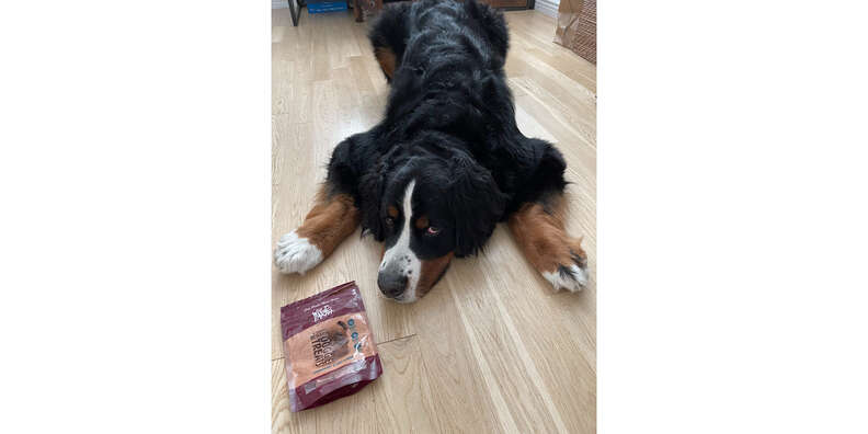 Wild Earth Koji Dog Treats Review Paw of Approval The Dodo