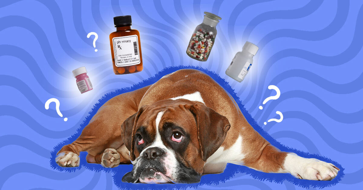 Otc meds store for dogs pain