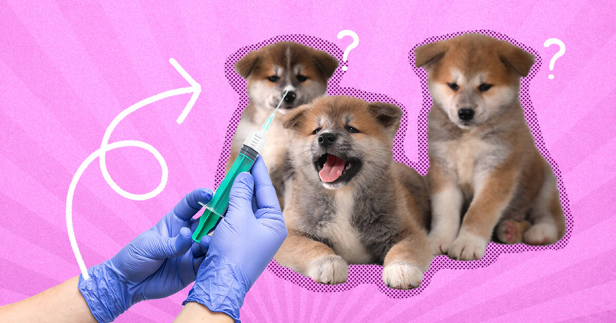 When are dogs store vaccinated for parvo