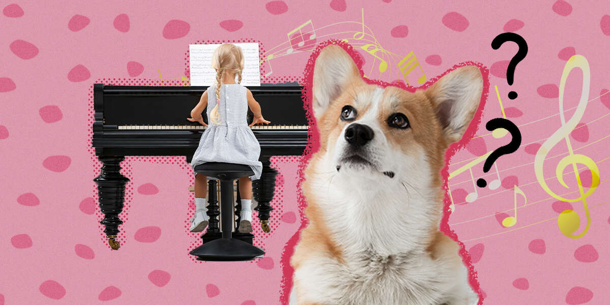 Do Dogs Like Music? DodoWell The Dodo