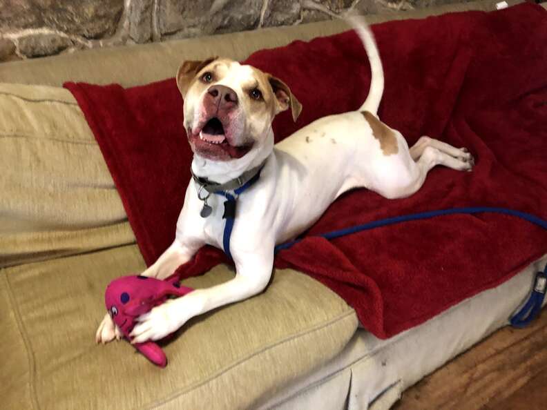 dog needs a home
