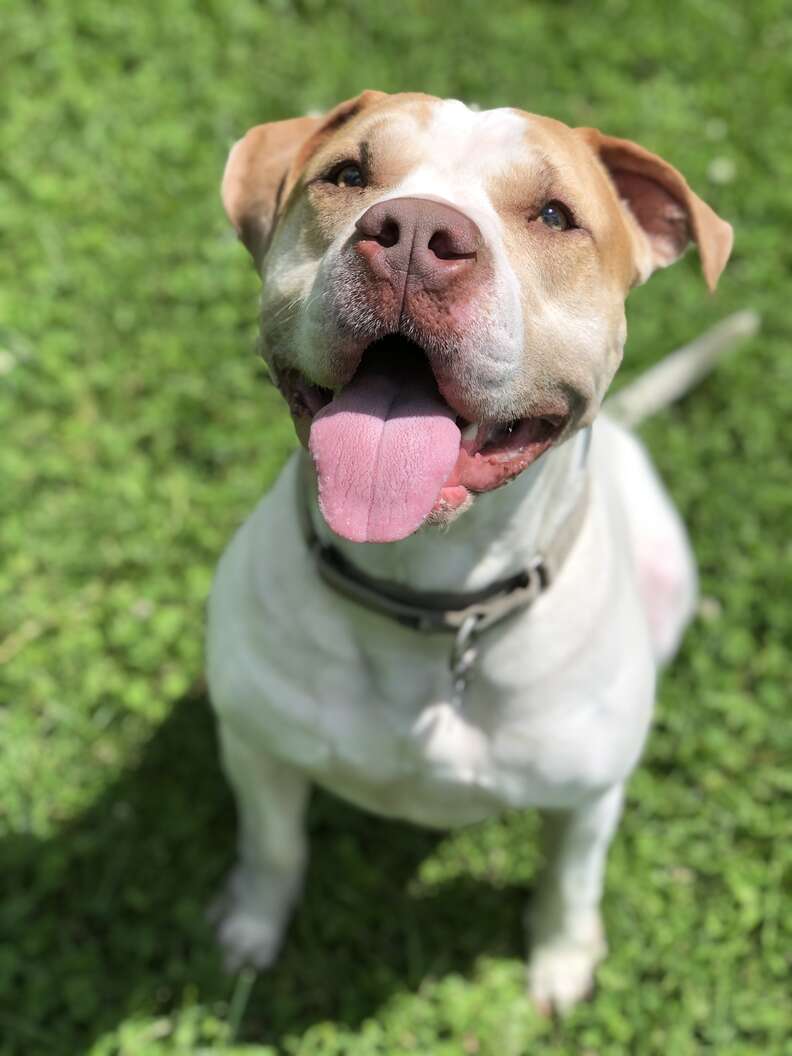 Dog Has Been At Shelter For Over 730 Days - The Dodo