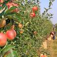 Where to Go Apple Picking in New Jersey This Fall