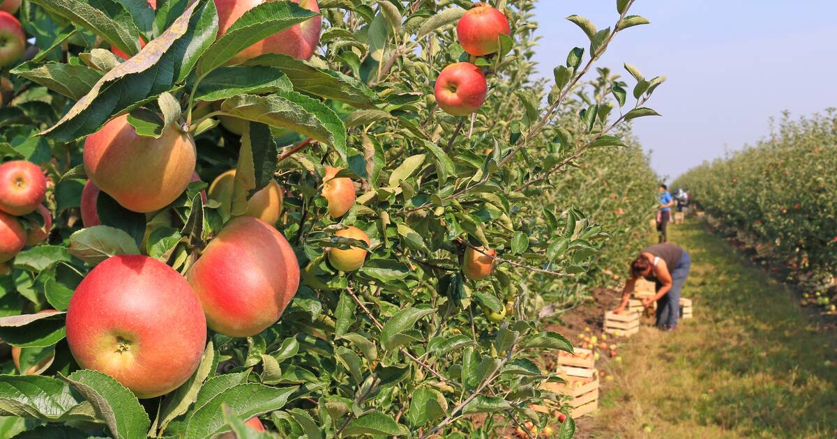 Pick-Your-Own Strawberries: Where To Go in New Jersey for Picking