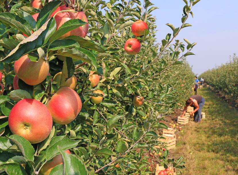 Apple Picking Farms and Orchards in New Jersey - Thrillist