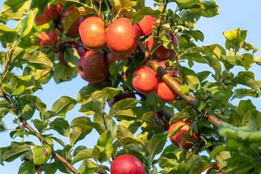 Solebury Orchards