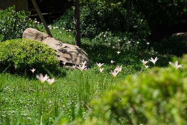 Japanese Friendship Garden of Phoenix