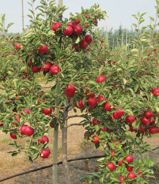 Apple Picking Near Seattle UPick Apple Orchards & Farms to Visit Now Thrillist
