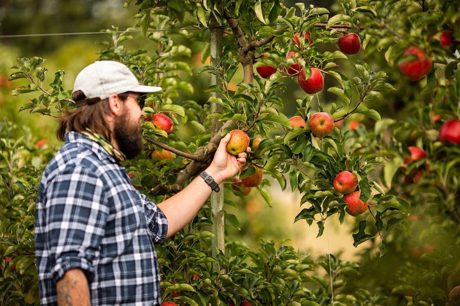 Apple Picking Near Seattle UPick Apple Orchards & Farms to Visit Now