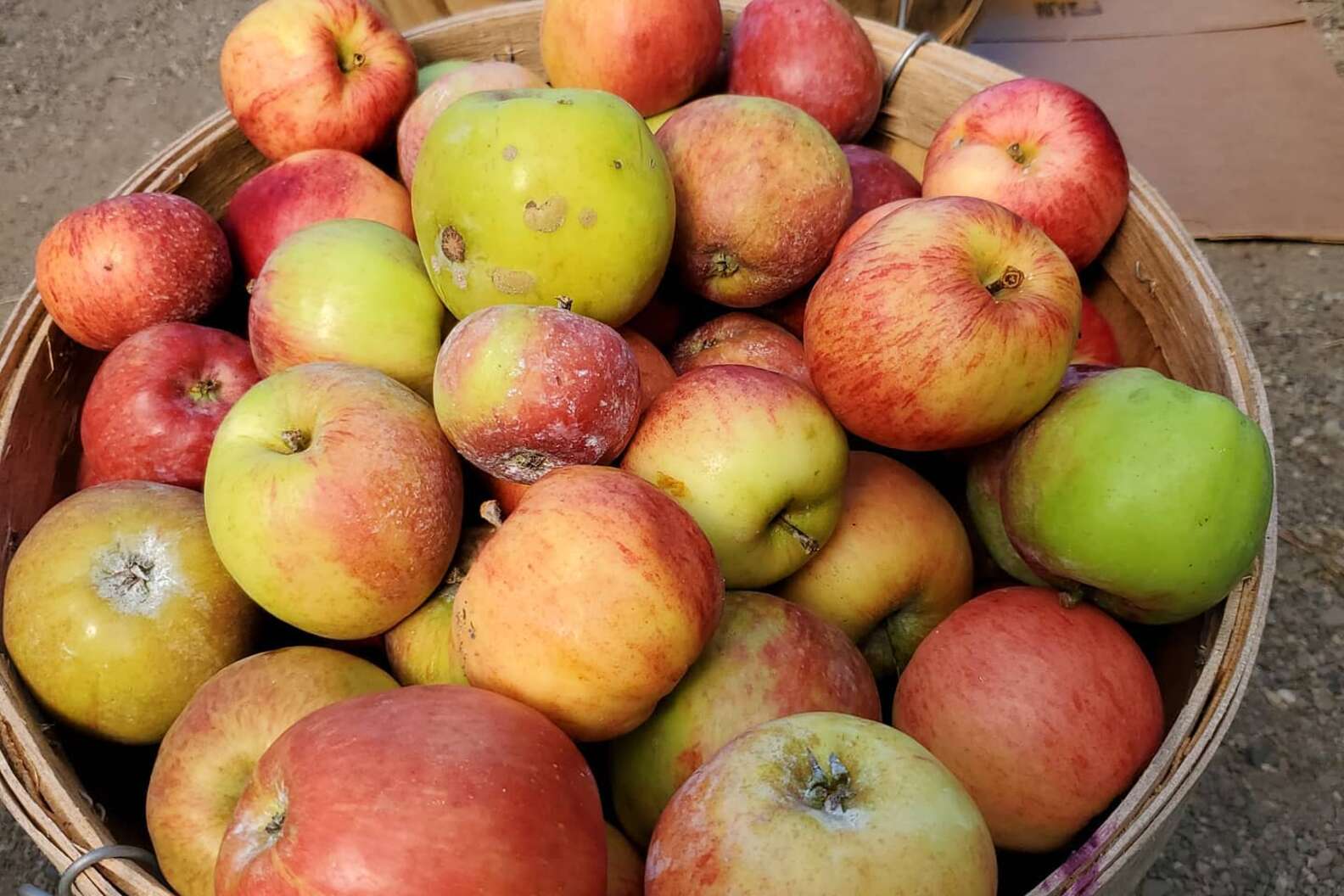 Apple Picking Near Seattle UPick Apple Orchards & Farms to Visit Now