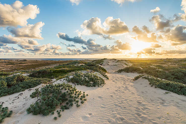 California Dunes