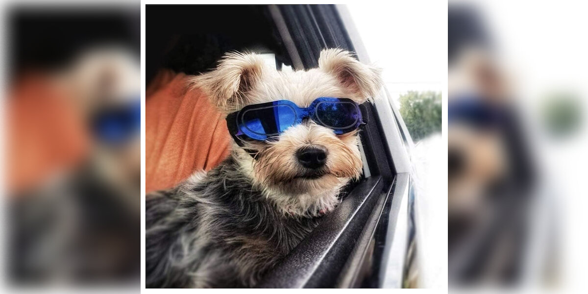 Dog aviator outlet glasses