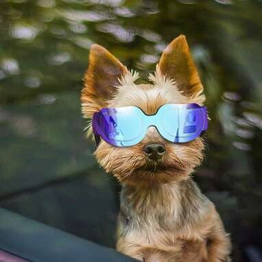 GabeFish Fashion Cool Aviator Polarized Dog Sunglasses Pets Stylish Motorcycle Swimming Goggle 