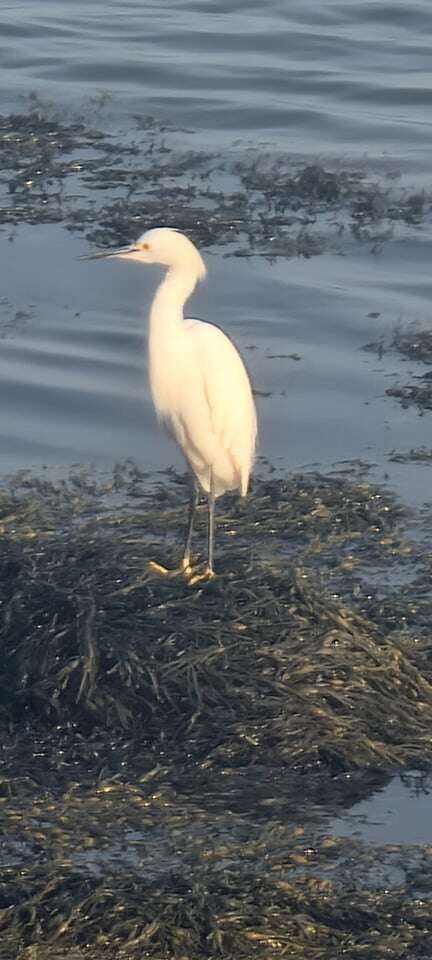 Woman Takes Photo Of Bird And Accidentally Captures A Ghost - The Dodo