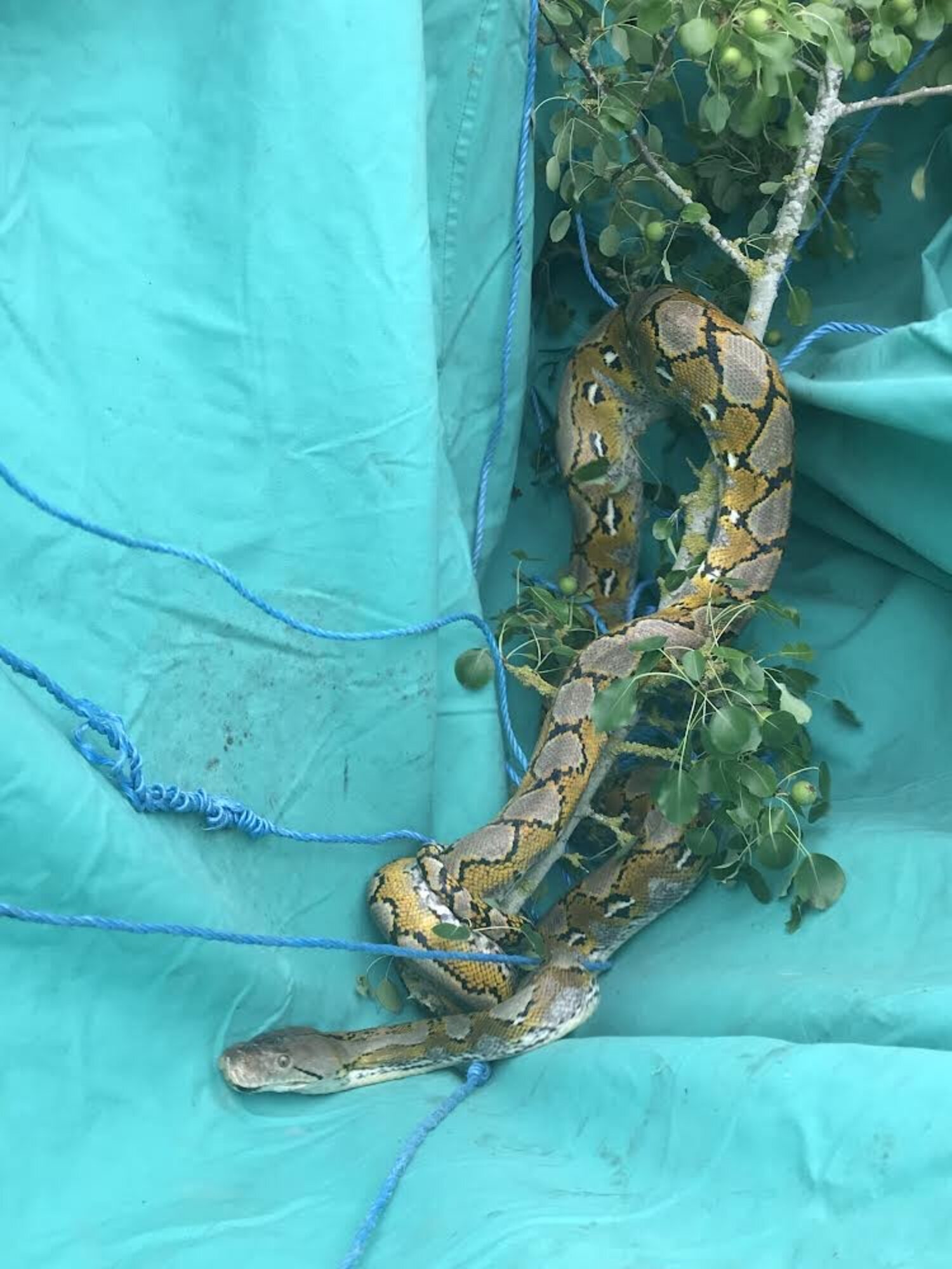 Drivers Are Shocked To See Snake Up In A Tree - The Dodo